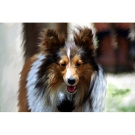 Shetland Sheepdog Breeder in Lancaster, South Carolina