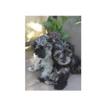 free puppies evansville indiana cockapoo breeders in indiana free puppies evansville indiana cockapoo breeders in indiana