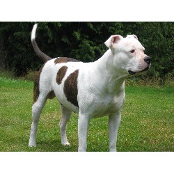 American Bulldog Breeder in Shelton , Washington
