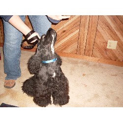 American Cocker Spaniel Stud in Indiana