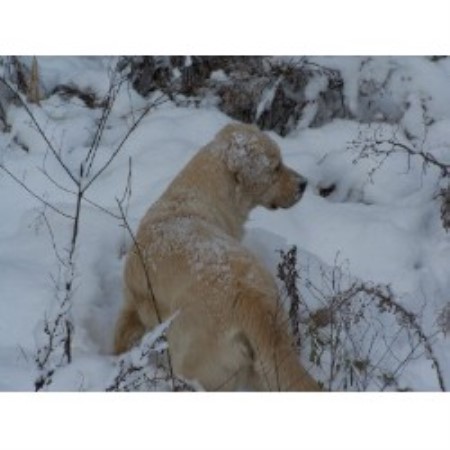 golden retriever breeders in ontario whispering acres golden retrievers golden retriever breeder in embro ontario golden retriever breeders in ontario whispering acres golden retrievers golden retriever breeder in embro ontario