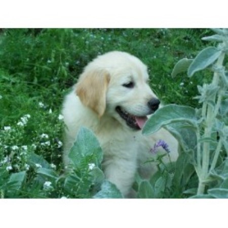golden retrievers for sale ontario golden retriever breeders ontario www proteckmachinery golden retrievers for sale ontario golden retriever breeders ontario www proteckmachinery