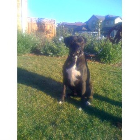 Boxer Breeder in Salinas, California