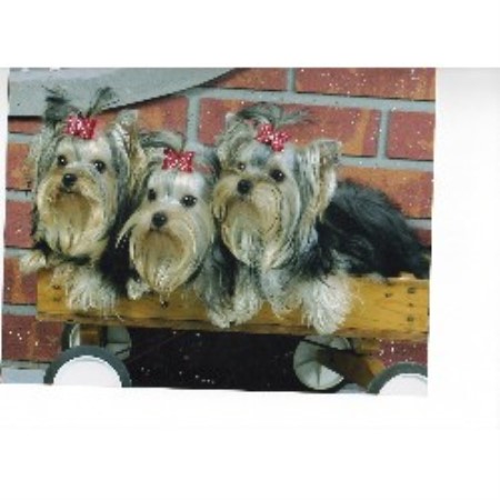 yorkie breeders in ky moonlight yorkies terrier breeder in kentucky yorkie breeders in ky moonlight yorkies terrier breeder in kentucky