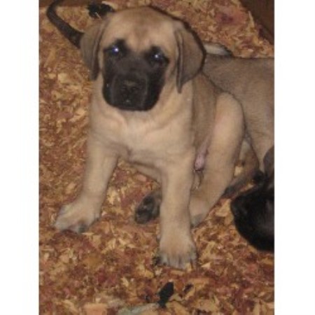 mastiff puppies ohio mastiff breeders in ohio freedoglistings page 2 mastiff puppies ohio mastiff breeders in ohio freedoglistings page 2
