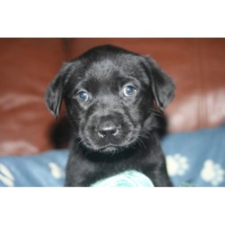 Labrador Retriever Breeder in Hardisty, Alberta
