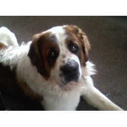 Saint Bernard Stud in Ohio