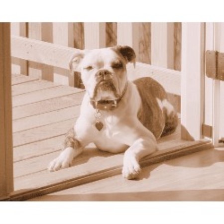 English Bulldog Breeder in Pleasant Grove, Utah