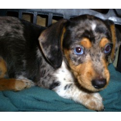Dachshund Breeder in Edgewood, Texas