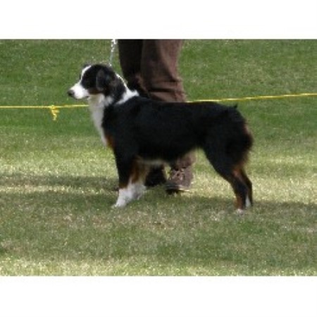 Miniature Australian Shepherd Breeder in Buckeye, Arizona