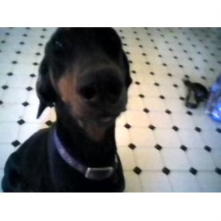 Doberman Pinscher Breeder in Galva, Illinois
