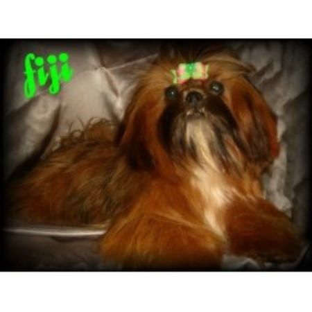 Shih Tzu Breeder in Lafayette, Louisiana