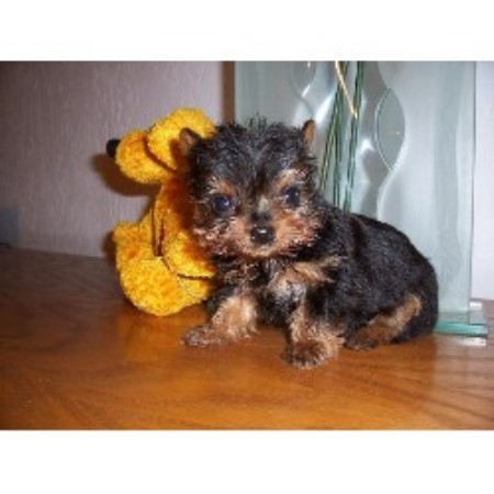 free puppies in lafayette la kajun bayou kennels terrier breeder in lafayette louisiana free puppies in lafayette la kajun bayou kennels terrier breeder in lafayette louisiana