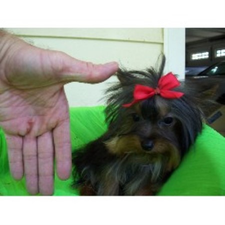yorkie breeders in louisiana kajun bayou kennels terrier breeder in lafayette louisiana yorkie breeders in louisiana kajun bayou kennels terrier breeder in lafayette louisiana
