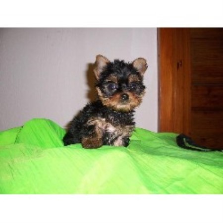 yorkie puppies for sale in lafayette la kajun bayou kennels terrier breeder in lafayette louisiana yorkie puppies for sale in lafayette la kajun bayou kennels terrier breeder in lafayette louisiana