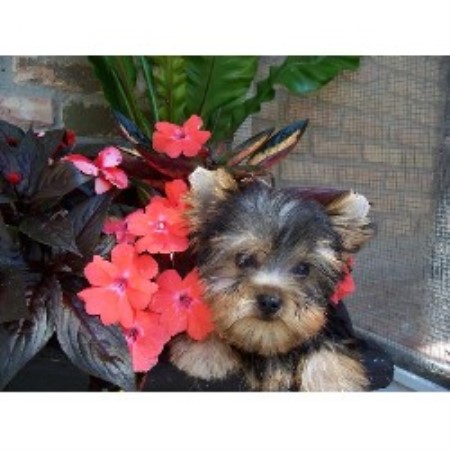 yorkies for sale in lafayette la kajun bayou kennels terrier breeder in lafayette louisiana yorkies for sale in lafayette la kajun bayou kennels terrier breeder in lafayette louisiana