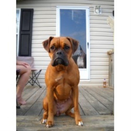 boxer puppies nc nardy s boxer pups boxer breeder in olin carolina 28660 freedoglistings boxer puppies nc nardy s boxer pups boxer breeder in olin carolina 28660 freedoglistings