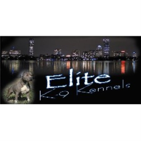 American Pit Bull Terrier Breeder in Atkinson, New Hampshire