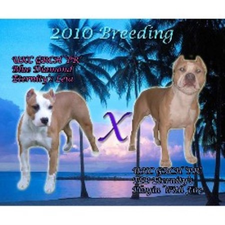 American Pit Bull Terrier Breeder in Cape Coral, Florida