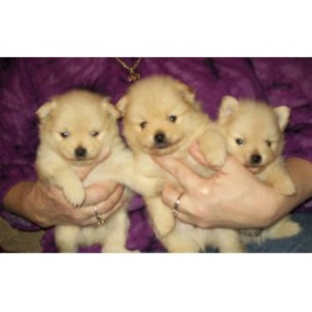 pomeranian puppies pittsburgh pomeranian breeders in pennsylvania freedoglistings pomeranian puppies pittsburgh pomeranian breeders in pennsylvania freedoglistings