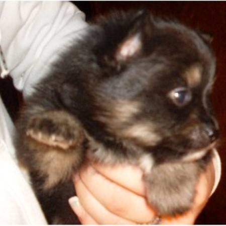 pennsylvania pomeranian breeders pomeranian breeder in latrobe pennsylvania pennsylvania pomeranian breeders pomeranian breeder in latrobe pennsylvania
