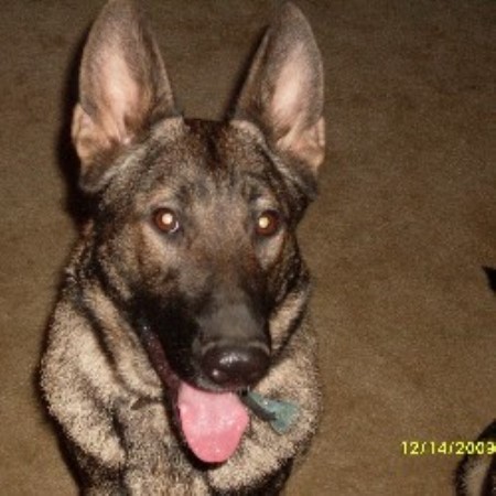 German Shepherd Dog Breeder in Latrobe, Pennsylvania