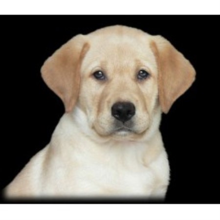 Labrador Retriever Breeder in Roseisle, Manitoba