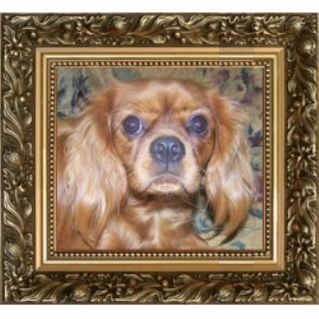 Cavalier King Charles Spaniel B...
