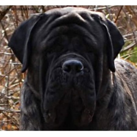 mastiff puppies ohio mastiff breeders in ohio freedoglistings page 2 mastiff puppies ohio mastiff breeders in ohio freedoglistings page 2