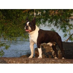 Boston Terrier Breeder in Ashland, Wisconsin