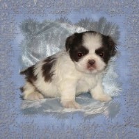shih tzu puppies for sale in southern indiana shih tzu breeders in the usa and canada freedoglistings page 10 shih tzu puppies for sale in southern indiana shih tzu breeders in the usa and canada freedoglistings page 10