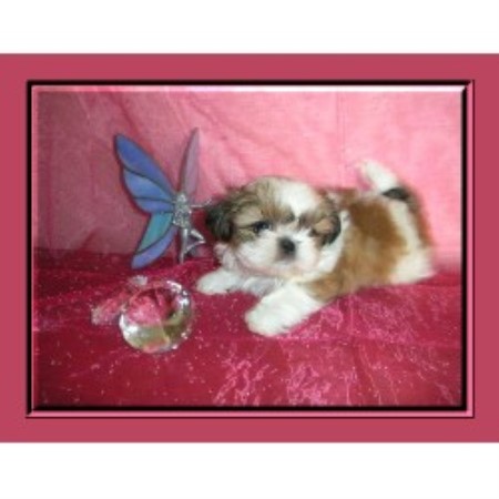 shih tzu utah eaglegate tiny shih tzu shih tzu breeder in riverton utah shih tzu utah eaglegate tiny shih tzu shih tzu breeder in riverton utah
