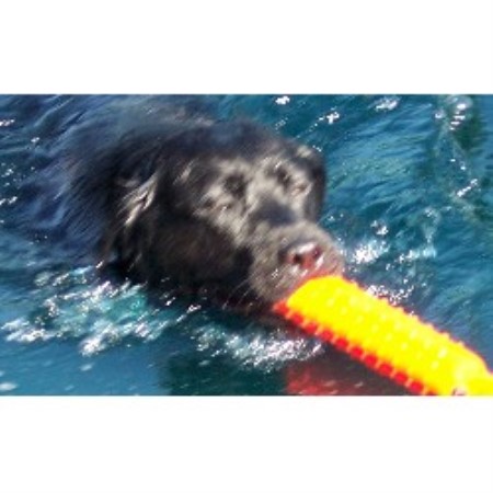 free lab puppies in michigan evergreen labradors labrador retriever breeder in mount morris michigan free lab puppies in michigan evergreen labradors labrador retriever breeder in mount morris michigan