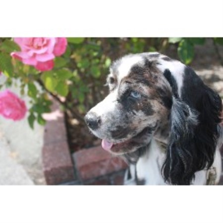 American Cocker Spaniel Breeder in Rohnert Park, California