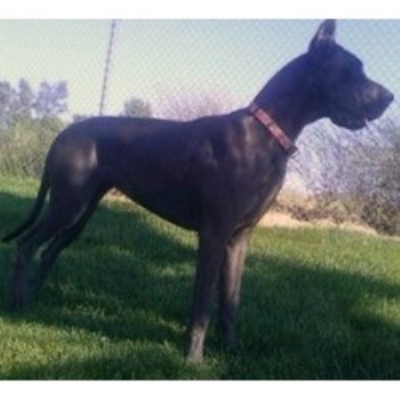 Great Dane Breeder in Winchester, California
