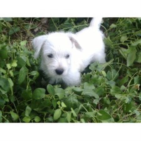 westie puppies for sale in nc westie breeders in nc westie puppies for sale in nc westie breeders in nc