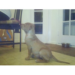 American Pit Bull Terrier Breeder in Columbia, South Carolina