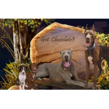 Great Dane Breeder in Schulenburg, Texas
