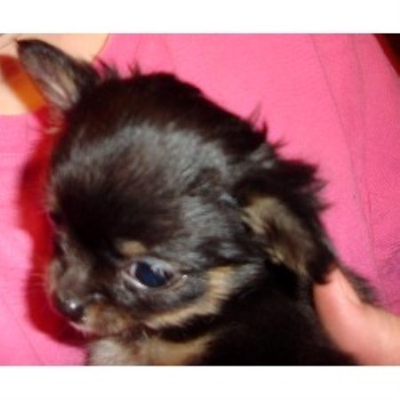chihuahua puppies michigan chihuahua breeders in michigan freedoglistings breeds picture chihuahua puppies michigan chihuahua breeders in michigan freedoglistings breeds picture