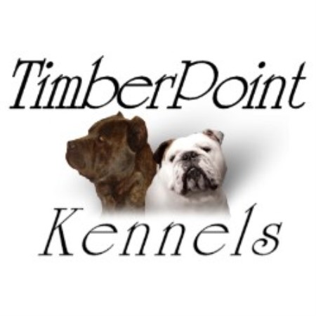 Cane Corso Breeder in Hillsboro, Ohio