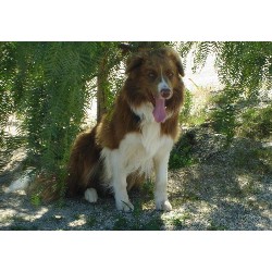 Border Collie Stud in California