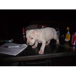American Pit Bull Terrier Breeder in Havelock, North Carolina