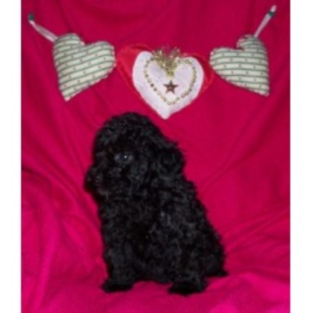 Poodle Toy Breeder in Moseley, Virginia