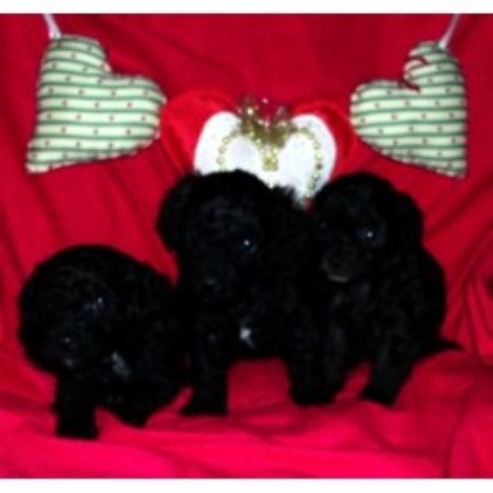 Poodle Toy Breeder in Moseley, Virginia