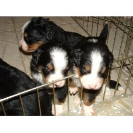 bernese mountain puppies colorado berner heaven bernese mountain breeder in nunn colorado 80648 freedoglistings bernese mountain puppies colorado berner heaven bernese mountain breeder in nunn colorado 80648 freedoglistings