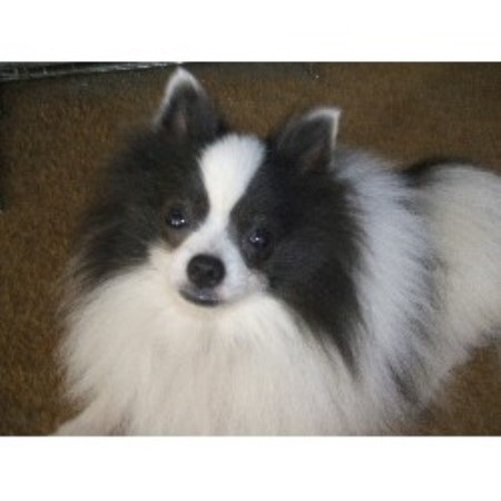 pomeranian breeders wisconsin bitty hollow pomeranian breeder in danbury wisconsin pomeranian breeders wisconsin bitty hollow pomeranian breeder in danbury wisconsin