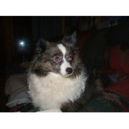 pomeranian breeders wisconsin bitty hollow pomeranian breeder in danbury wisconsin listing id 15036 pomeranian breeders wisconsin bitty hollow pomeranian breeder in danbury wisconsin listing id 15036