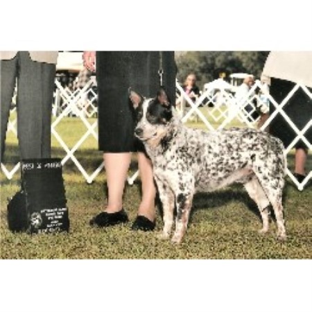 Australian Cattle Dog Breeder in Locust Grove, Georgia