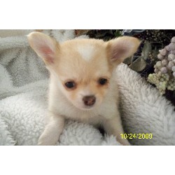 Chihuahua Breeder in Friendship, Wisconsin