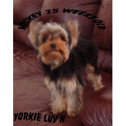 Yorkshire Terrier Breeder in Dunnellon, Florida